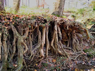 Exposed tree roots on bank of creek